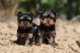 YORKSHIRE TERRIER 438